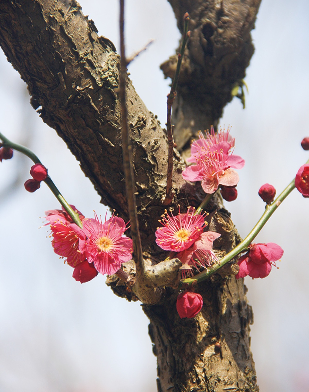 花木園に咲いた紅梅
