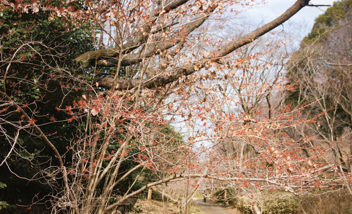 花木園に立つアカバナマンサク