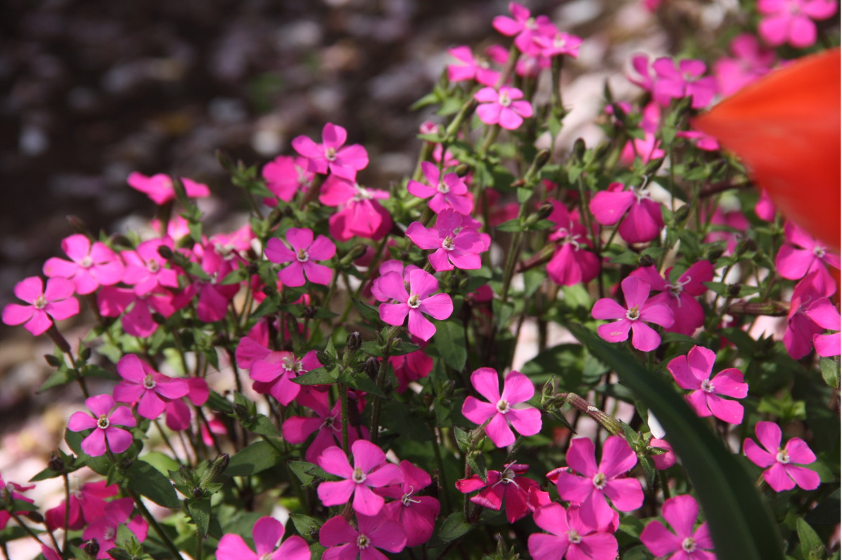 チューリップのとなりにあるシレネ・ピンクパンサー(4月3日撮影)