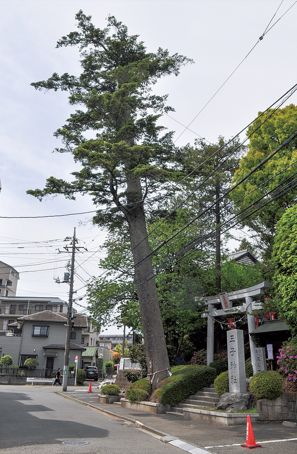 王子神社のご神木（横浜市の名木古木に指定されているモミ）