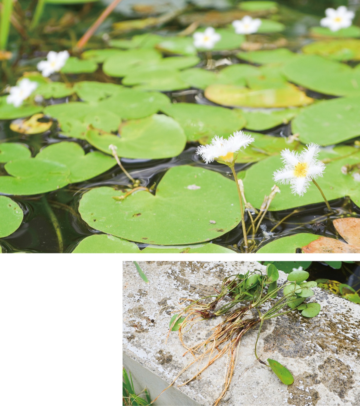 十日市場小学校に生息しているガガブタの花と葉と根(9月1日撮影)