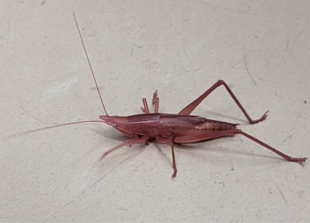 ピンク色の「クビキリギス」の幼虫
