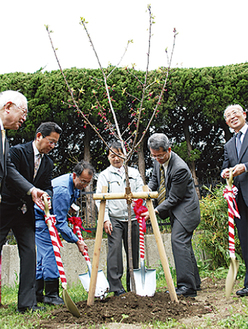 桜の苗木に土を盛る関係者たち