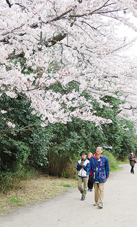 満開に咲き誇った桜を見上げる歩行者
