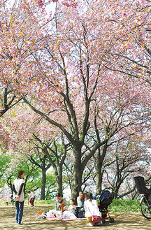 今年も見事な八重桜が咲き誇った（４月15日撮影）