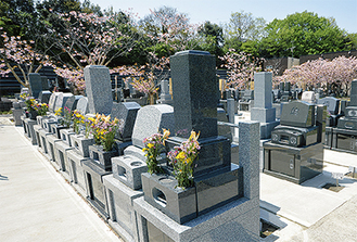 春には桜が咲き誇る墓地＝２０１６年４月撮影