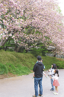 満開の八重桜（４月22日撮影）