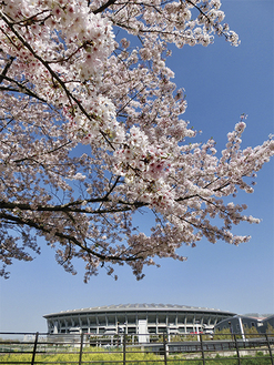 春の青空と日産スタジアムを背景に咲き誇る桜を映した「空よりも、銀傘よりも、高く咲く」