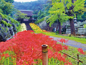 三色の彼岸花が競演する西方寺の参道（写真は昨年）