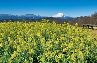 吾妻山山頂に咲く菜の花