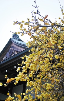 毎年、花見に訪れる人も多い、本堂横の「蝋梅」（１月１７日撮影）