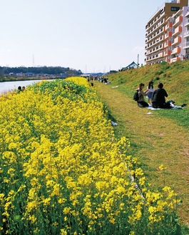 家族連れで訪れる人たちも多い、河川敷の菜の花畑（3月25日撮影）
