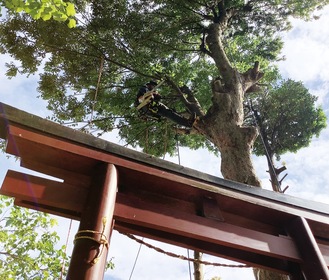 高い技術を要する樹上での作業（９月16日、駒林神社で）