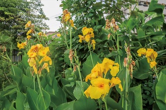 鮮やかな黄色い花を広げたカンナ（8月上旬撮影）