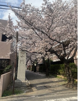 桜吹雪の舞う金蔵寺前の参道（2022年3月31日撮影）
