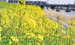 ｢菜の花畑｣は綱島地区連合自治会と特定非営利活動法人鶴見川流域ネットワーキングが育成・管理を行っているもの。行政の協力を得て蝶などの生き物を繁殖させる「ビオトープ」として二者共同で管理を行っている（3月15日撮影）