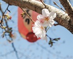 開花した綱島公園の桜