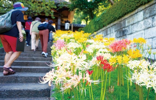 色とりどりの彼岸花（10月２日撮影）