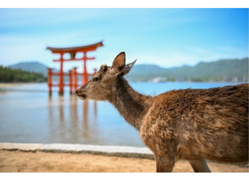 グランプリ作品の「Ｍｉｙａｊｉｍａ，ｓ Ｄｅｅｒ 宮島の鹿」（シハブ・アルファヒームアラブ首長国連邦大使館特命全権大使作）