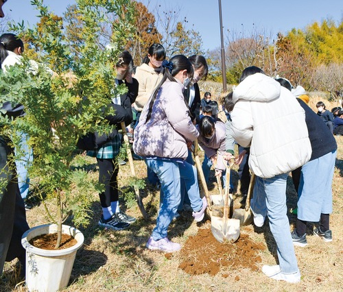 アカシアを植樹する児童ら