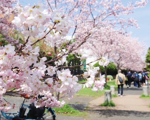 大豆戸町から大倉山へと続く太尾堤緑道の桜並木（3月28日撮影）