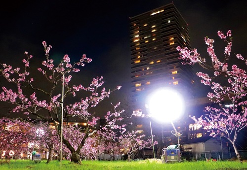 ライトアップされた桃の花（4月4日撮影）