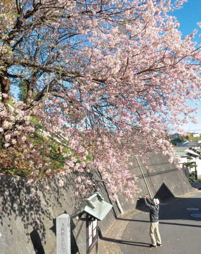 満開の桜を撮影する人の姿も＝12月４日