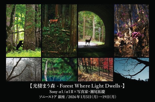 深い森へいざなう写真が集う