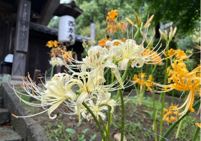 【港北区新羽町】西方寺の彼岸花、2026年の見頃は黄・白・ピンクが先行|赤の見頃は9月21日以降か