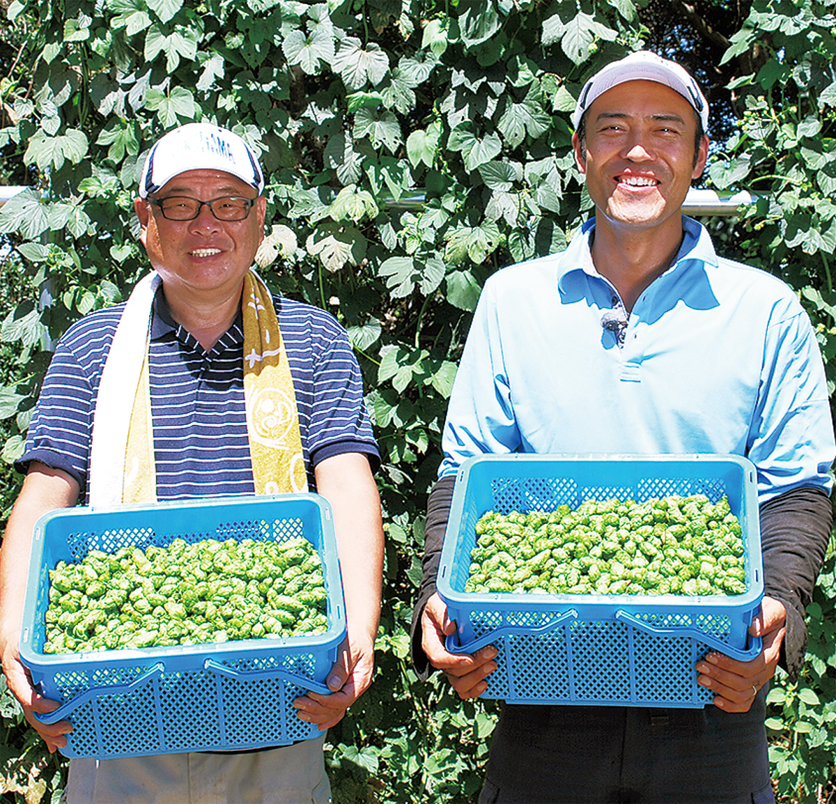 ホップがつなぐ仲間の輪 高田の農家で収穫作業 | 港北区