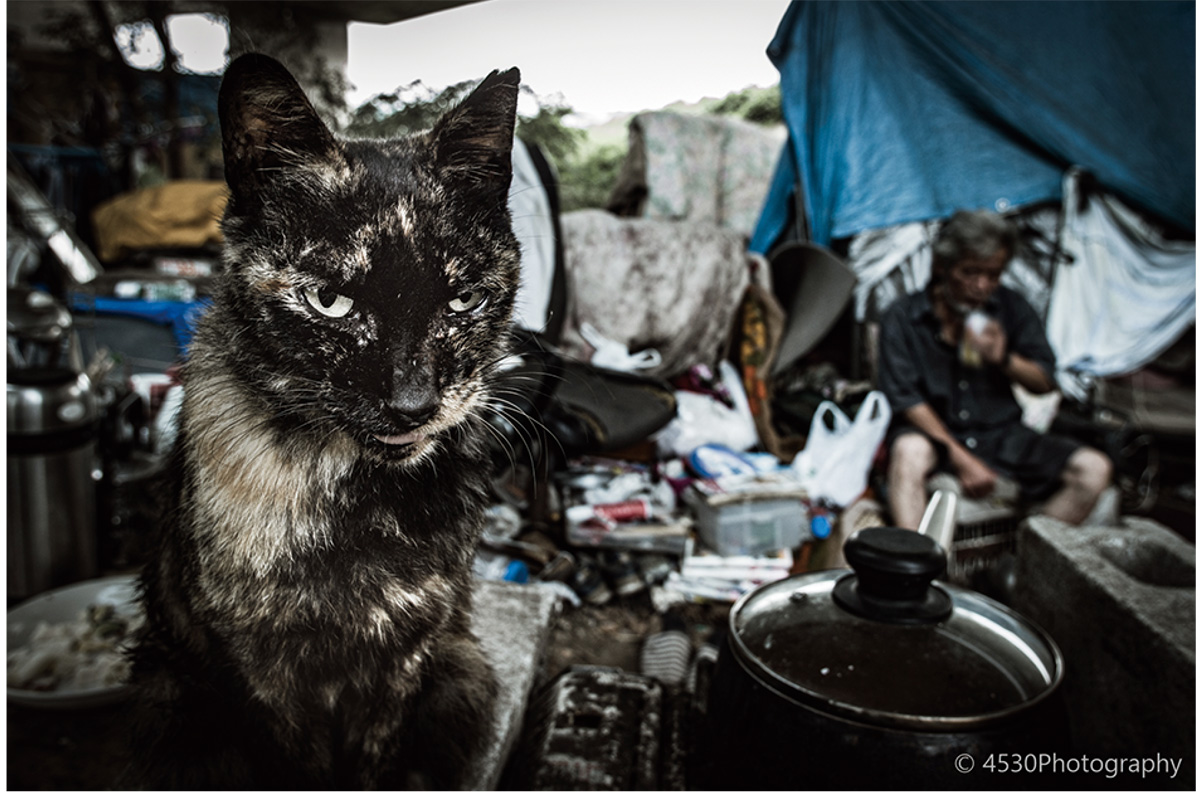 フランス開催 日本の野良ネコ写真展 区内在住 横溝さんも出品 港北区 タウンニュース