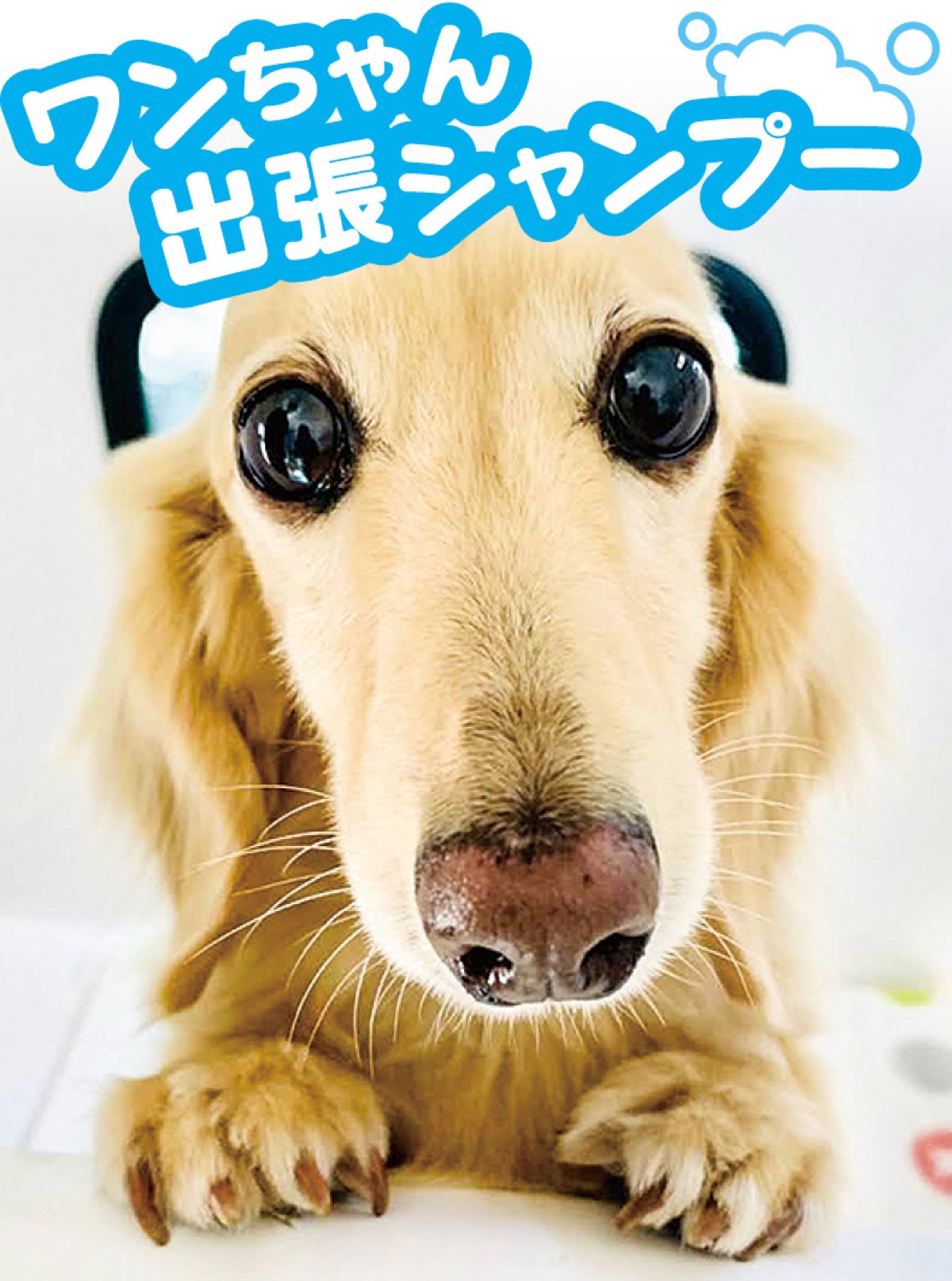 「大型犬、シニア犬も大歓迎！」