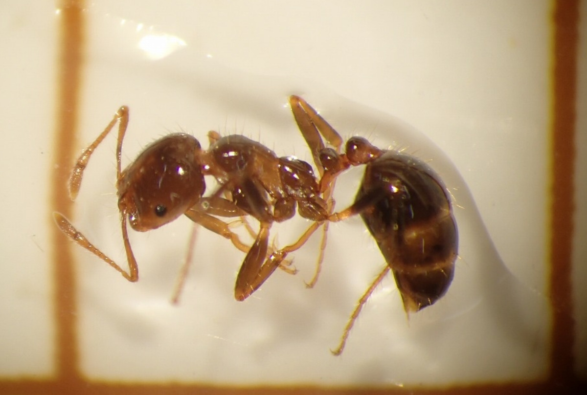 今回見つかったヒアリの働きアリ(環境省提供)