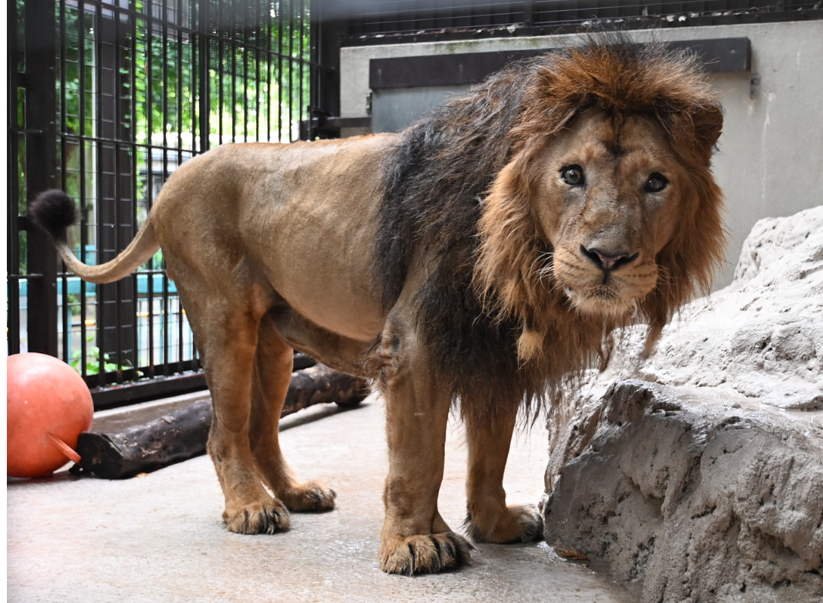 インドライオンのラージャー（野毛山動物園提供）