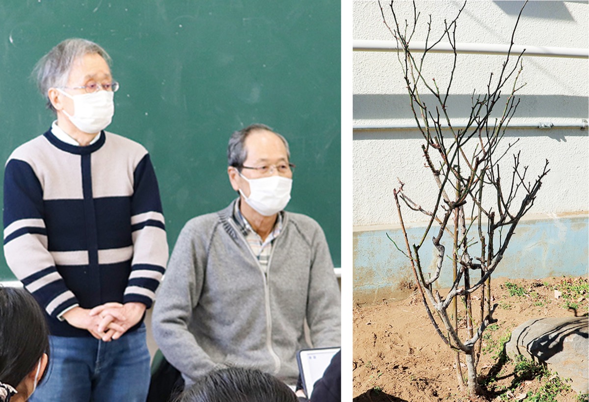 はまみらい植替え計画