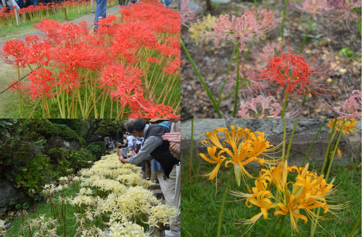 訪問は「今が旬」？西方寺で彼岸花咲く