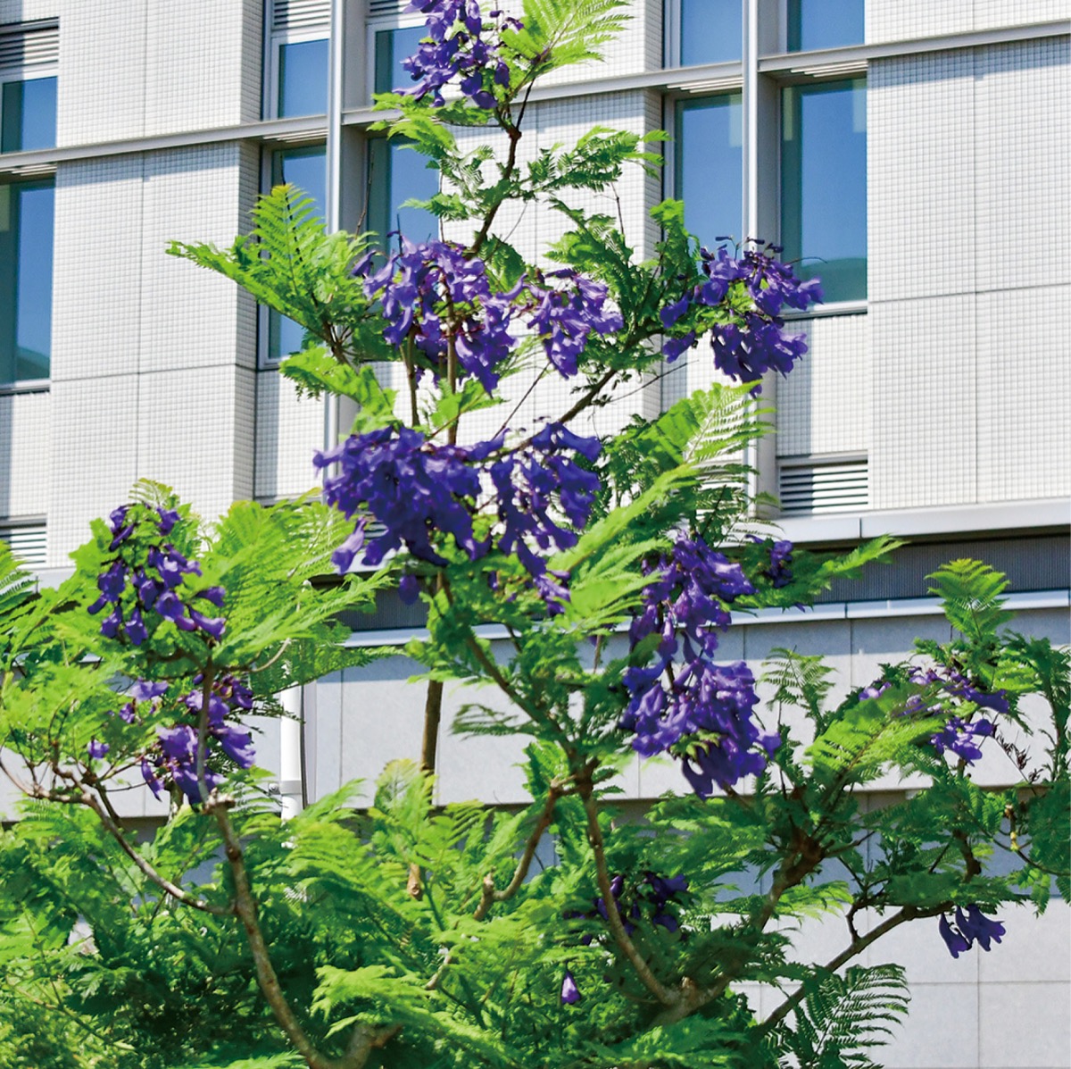 ジャカランダまつり 2026年6月開催予定