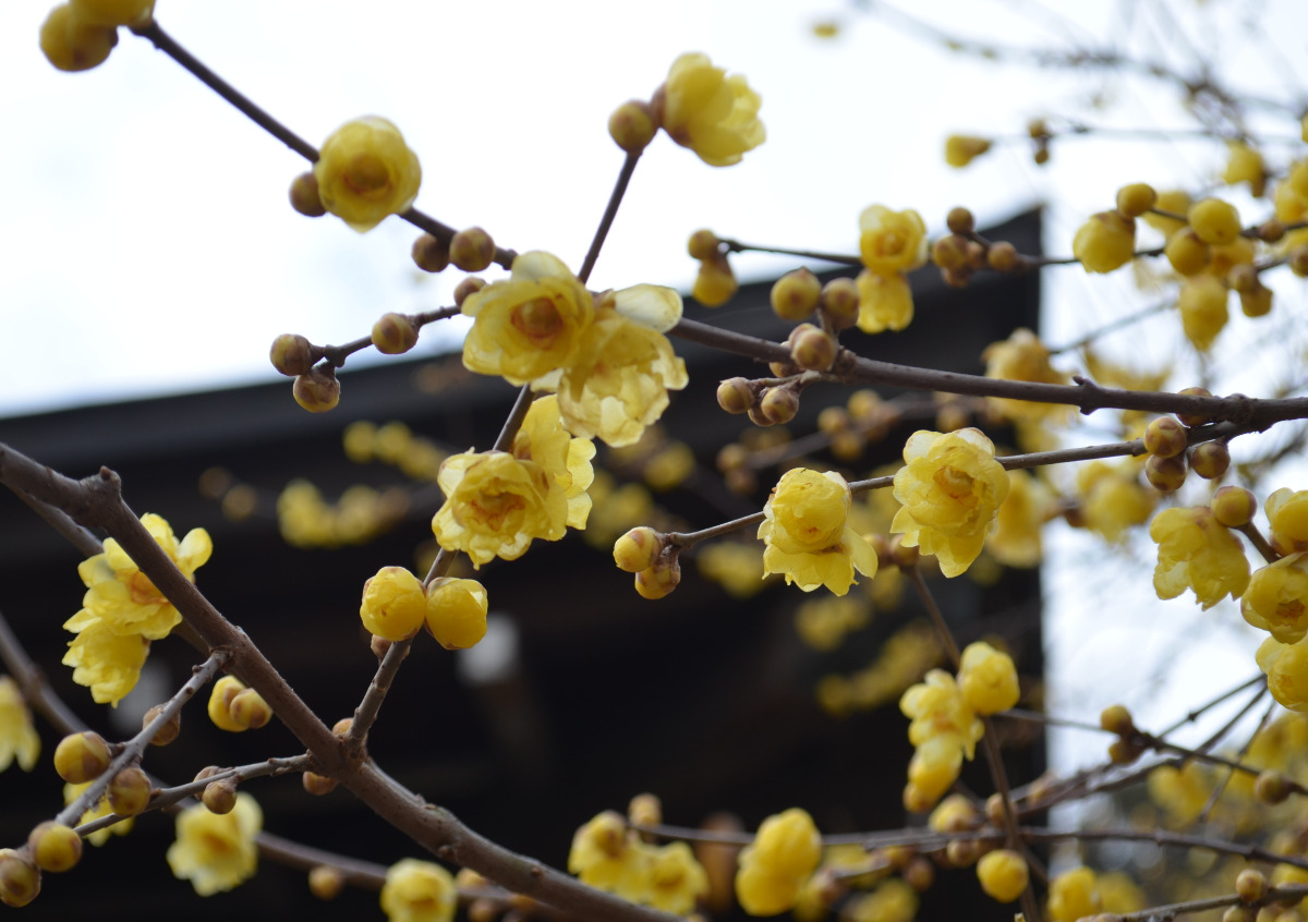 ｢蝋梅｣が見ごろ