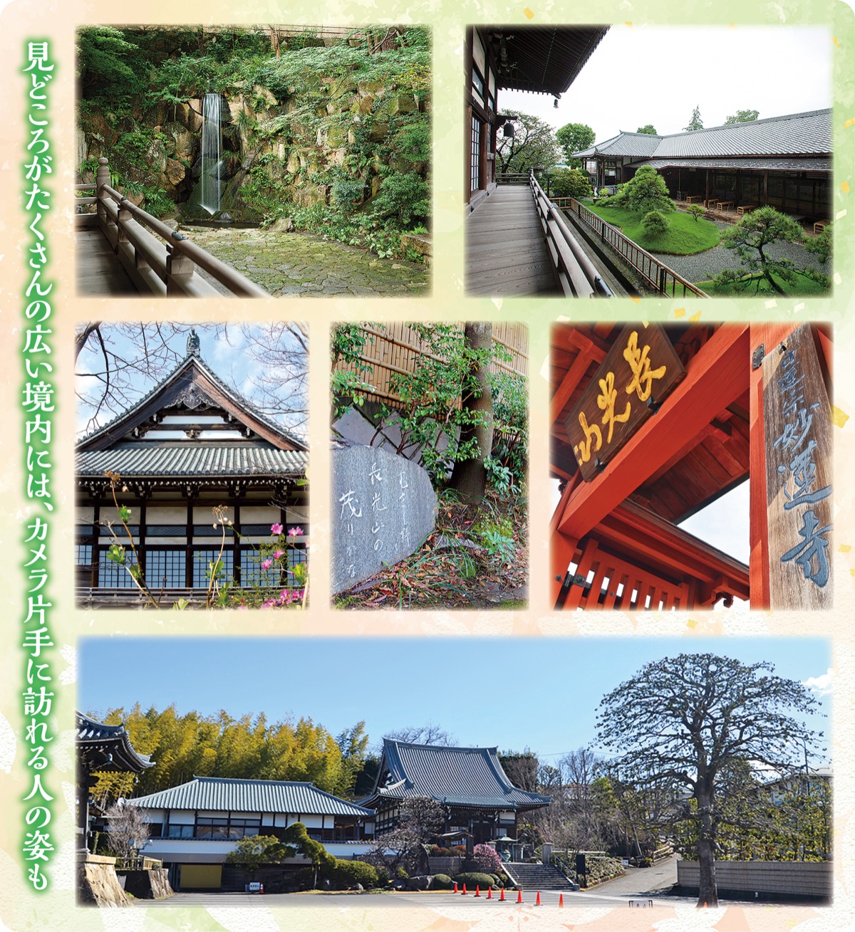 妙蓮寺で四季を感じる (写真2)