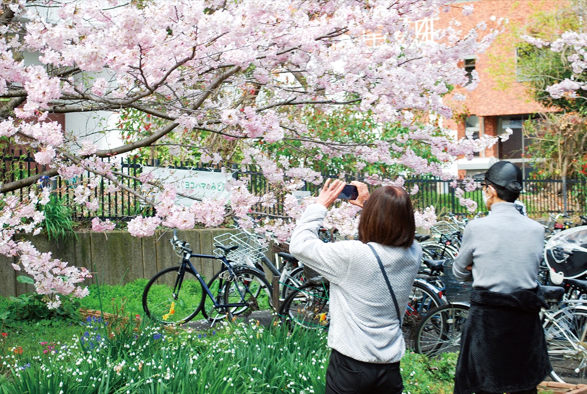 太尾堤緑道の桜を愛でる来場者ら