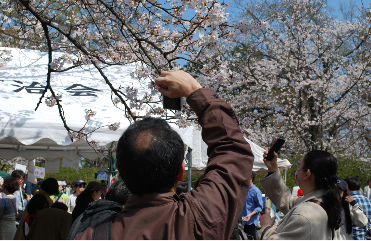 綱島公園の桜を撮影する来場者たち