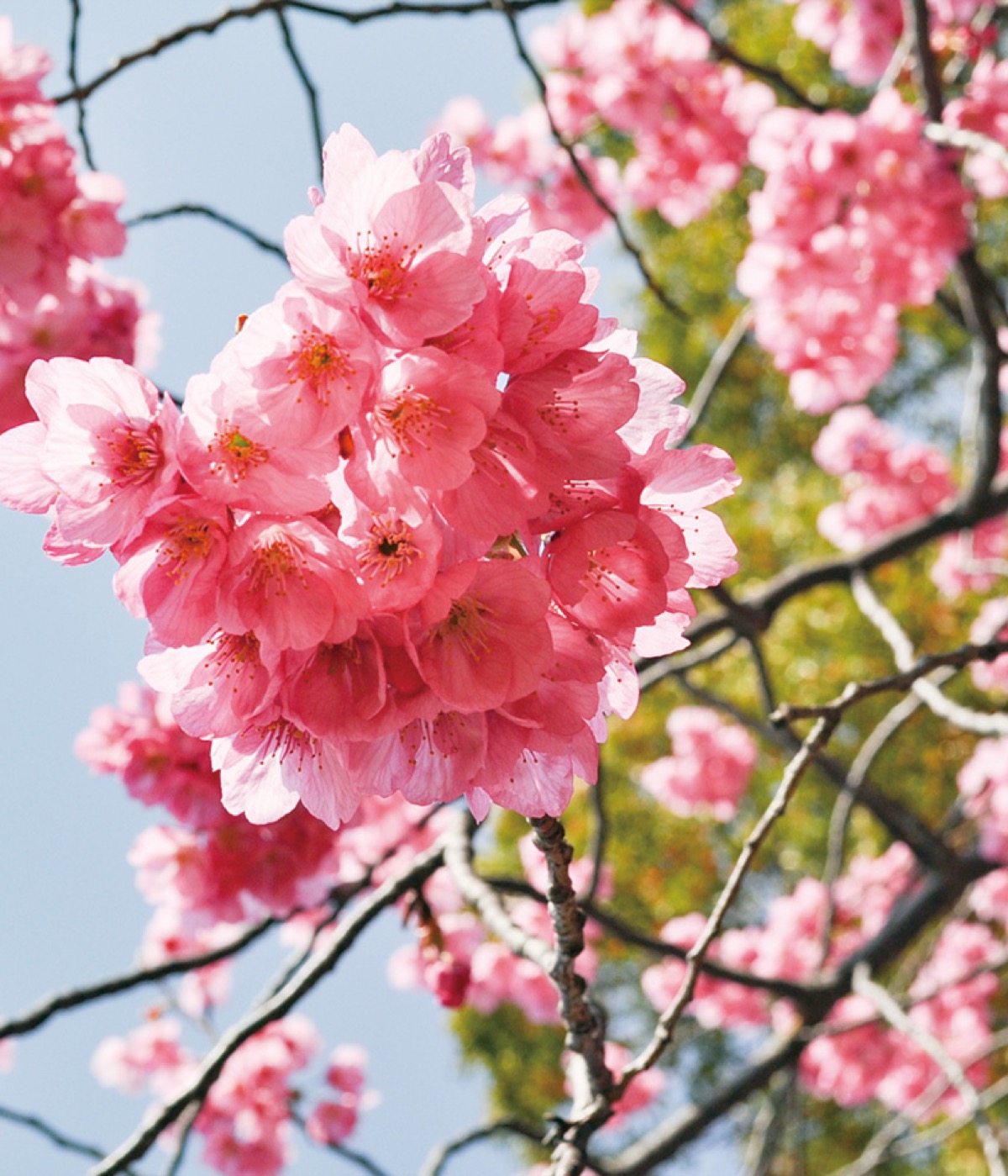 満開の横浜緋桜