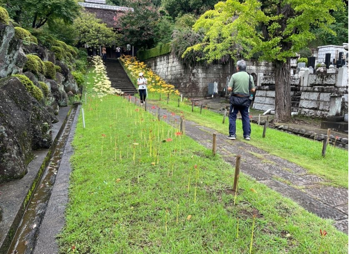 来週咲く予定、まだ緑が目立つ赤の彼岸花エリア(9月15日撮影)