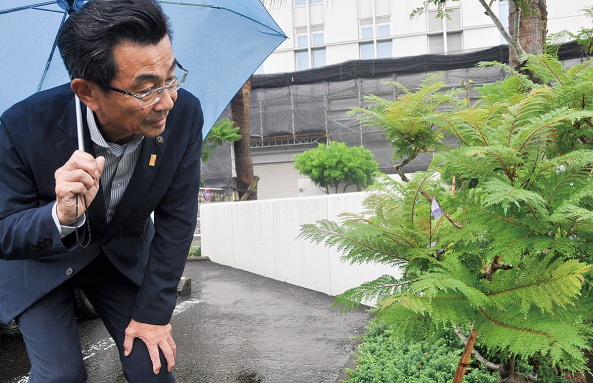 かすかに残るジャカランダの花を見つめる高橋市長