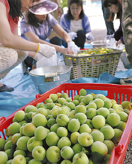 収穫した梅の実を袋詰めする町内会員ら