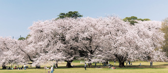 桜を撮影した会員の作品