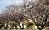 早咲きの桜が開花