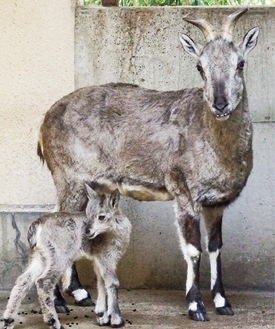 母親に寄り添うヴァーヴ（左）＝金沢動物園提供写真