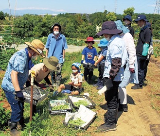 野菜を収穫する参加者たち（提供写真）