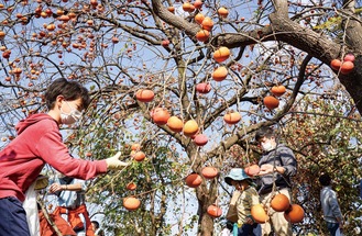 秋晴れの空の下、柿のもぎ取りを楽しむ家族連れ